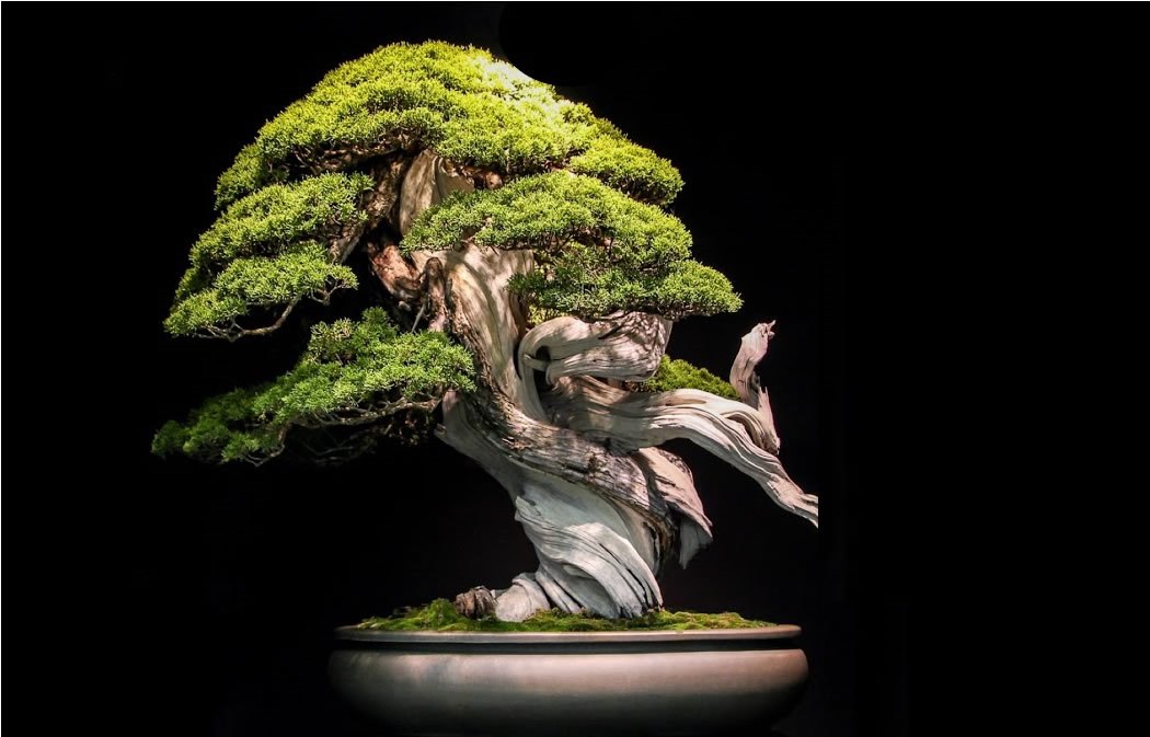 Bonsai trees for indoor and outdoor use.