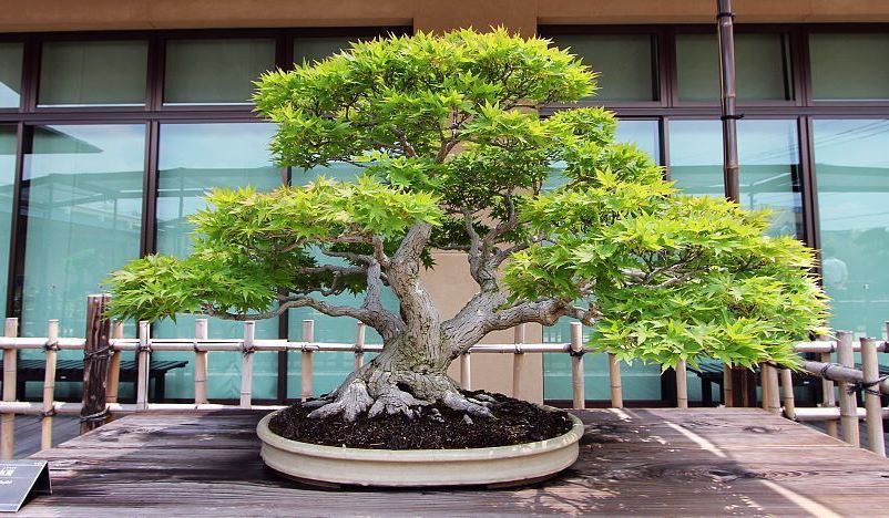 Bonsai tree.