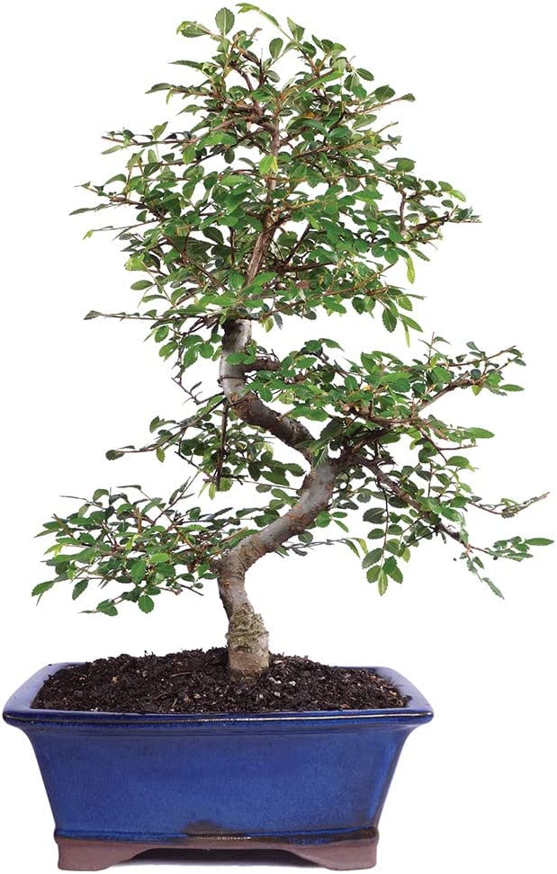 Live Chinese Elm Outdoor Bonsai Tree